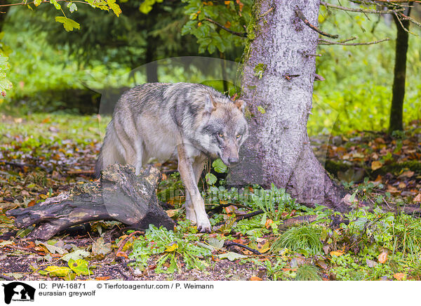 Eurasischer Grauwolf / eurasian greywolf / PW-16871
