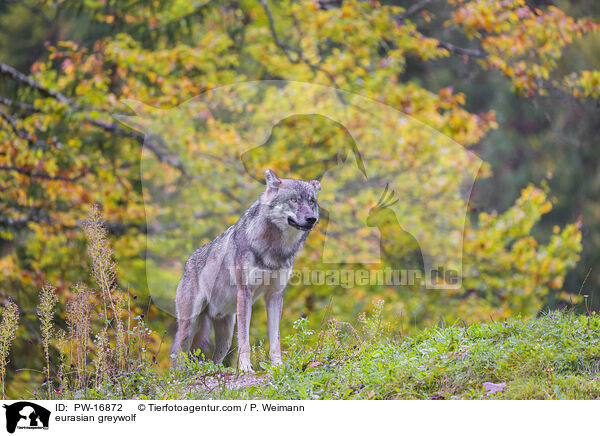 Eurasischer Grauwolf / eurasian greywolf / PW-16872