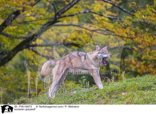 eurasian greywolf / PW-16873