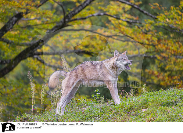 Eurasischer Grauwolf / eurasian greywolf / PW-16874