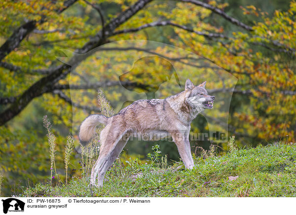 Eurasischer Grauwolf / eurasian greywolf / PW-16875