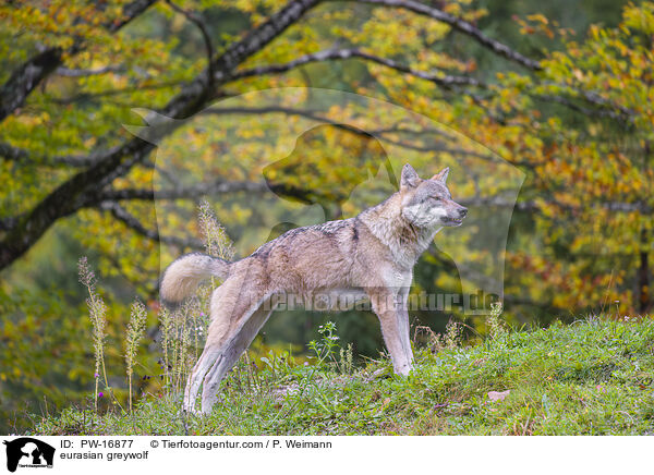 Eurasischer Grauwolf / eurasian greywolf / PW-16877