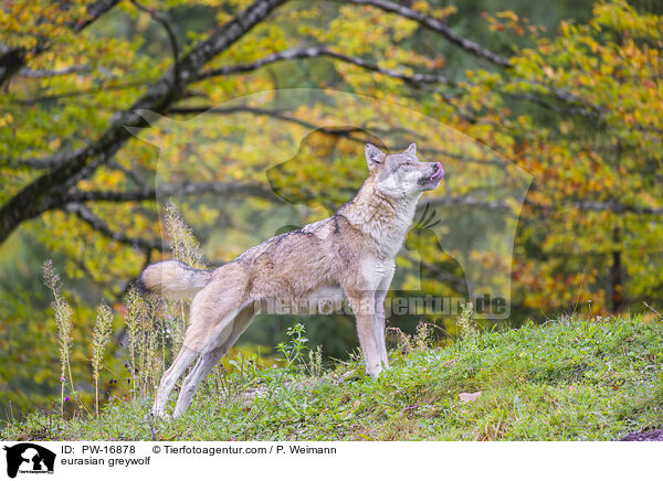 Eurasischer Grauwolf / eurasian greywolf / PW-16878