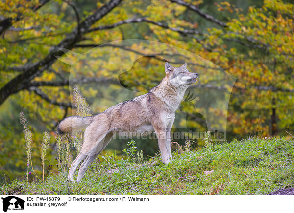 eurasian greywolf / PW-16879