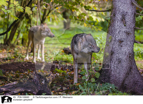 Eurasischer Grauwolf / eurasian greywolf / PW-16880