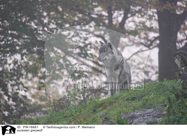 Eurasischer Grauwolf / eurasian greywolf / PW-16881