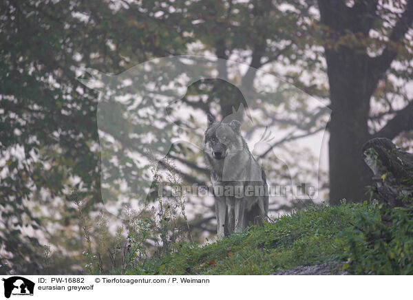 Eurasischer Grauwolf / eurasian greywolf / PW-16882