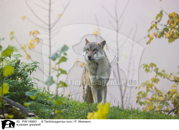 Eurasischer Grauwolf / eurasian greywolf / PW-16883