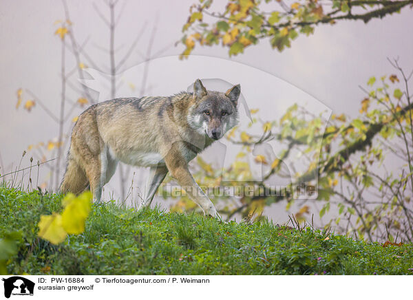 Eurasischer Grauwolf / eurasian greywolf / PW-16884
