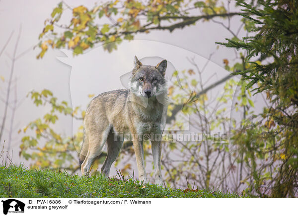 Eurasischer Grauwolf / eurasian greywolf / PW-16886