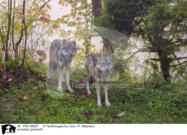 eurasian greywolf / PW-16887
