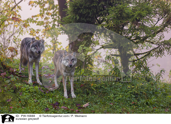 Eurasischer Grauwolf / eurasian greywolf / PW-16888