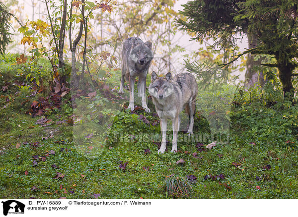 Eurasischer Grauwolf / eurasian greywolf / PW-16889