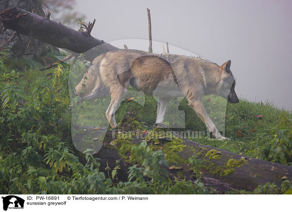 Eurasischer Grauwolf / eurasian greywolf / PW-16891