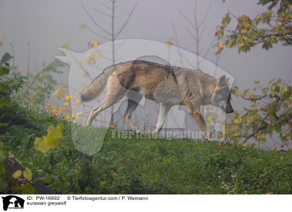 Eurasischer Grauwolf / eurasian greywolf / PW-16892
