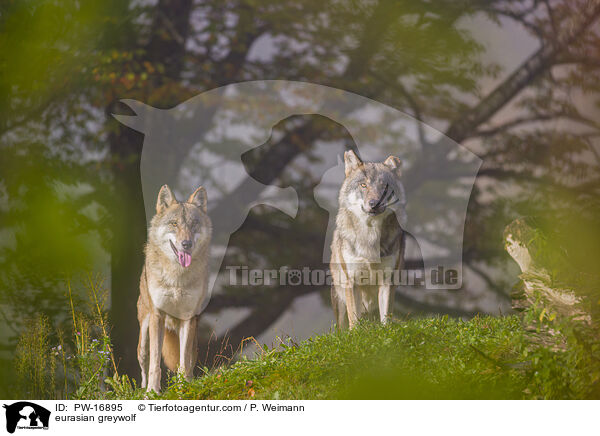 Eurasischer Grauwolf / eurasian greywolf / PW-16895