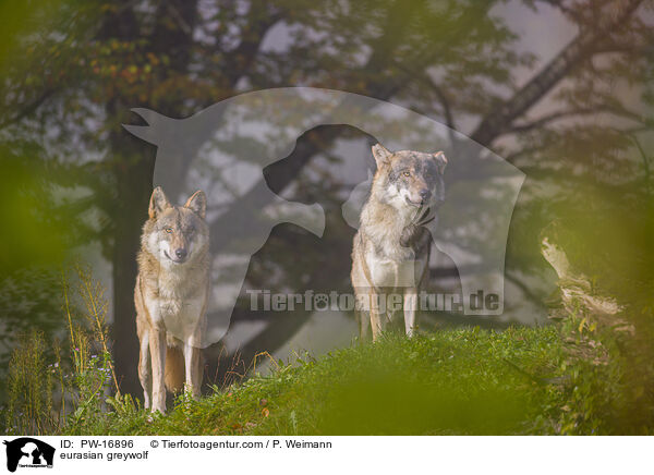 Eurasischer Grauwolf / eurasian greywolf / PW-16896