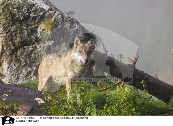 eurasian greywolf / PW-16901