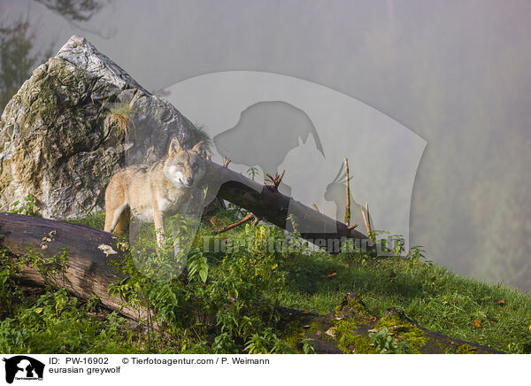 Eurasischer Grauwolf / eurasian greywolf / PW-16902
