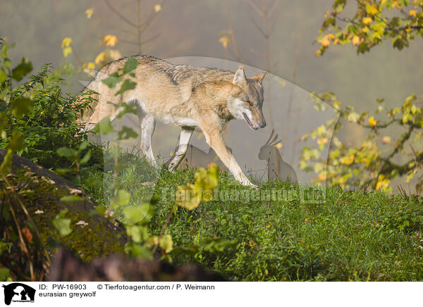Eurasischer Grauwolf / eurasian greywolf / PW-16903