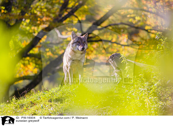 eurasian greywolf / PW-16904