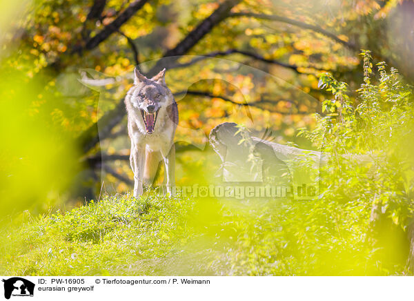 Eurasischer Grauwolf / eurasian greywolf / PW-16905