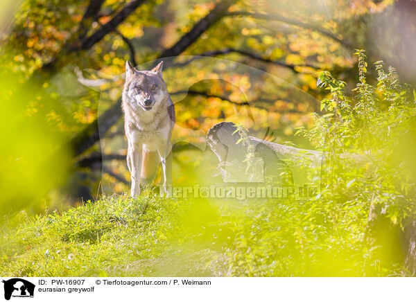 Eurasischer Grauwolf / eurasian greywolf / PW-16907
