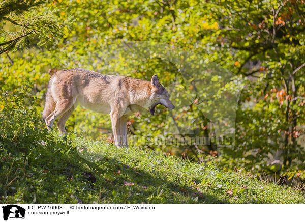 Eurasischer Grauwolf / eurasian greywolf / PW-16908