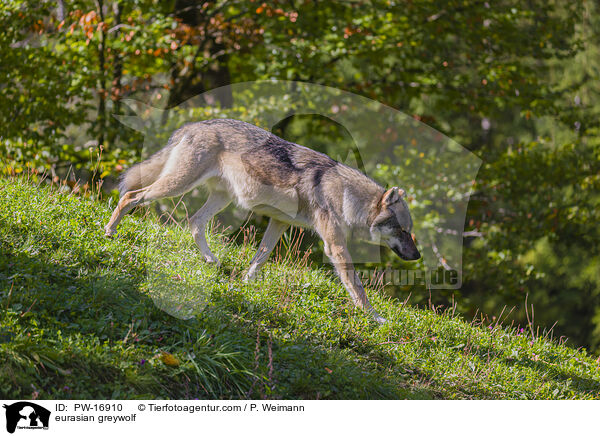 Eurasischer Grauwolf / eurasian greywolf / PW-16910