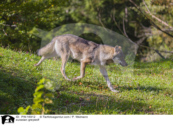 Eurasischer Grauwolf / eurasian greywolf / PW-16912