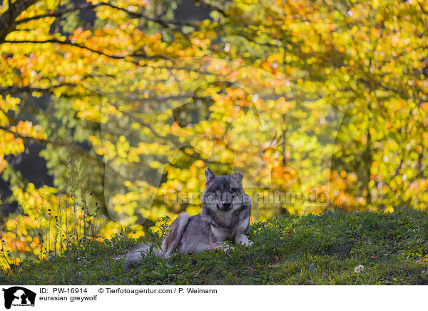 Eurasischer Grauwolf / eurasian greywolf / PW-16914