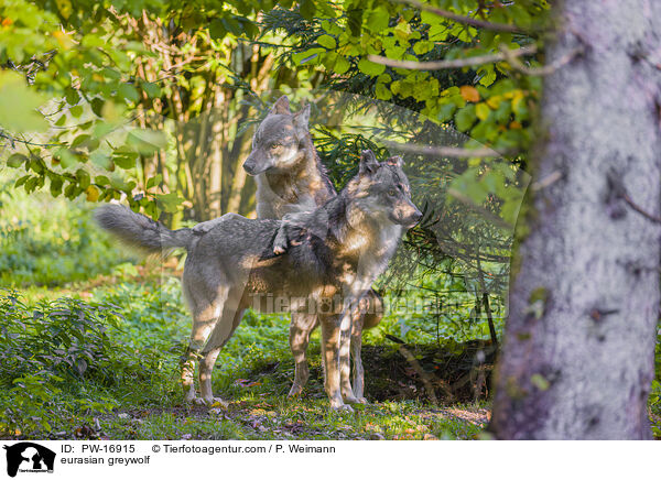 Eurasischer Grauwolf / eurasian greywolf / PW-16915