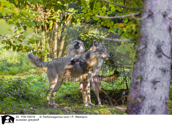 Eurasischer Grauwolf / eurasian greywolf / PW-16916