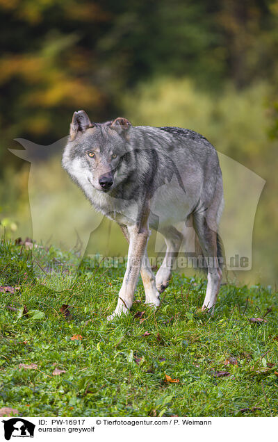 Eurasischer Grauwolf / eurasian greywolf / PW-16917