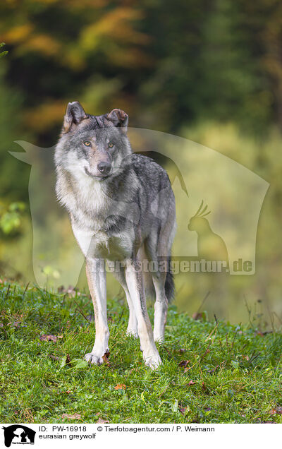 Eurasischer Grauwolf / eurasian greywolf / PW-16918