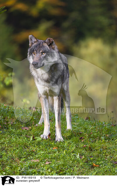 eurasian greywolf / PW-16919