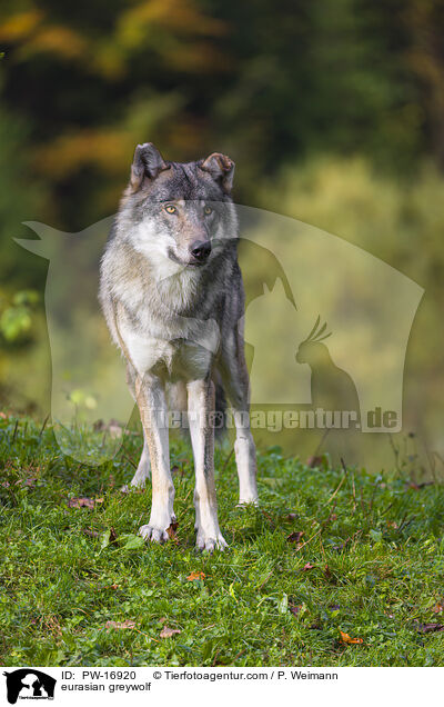 eurasian greywolf / PW-16920