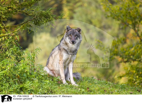 Eurasischer Grauwolf / eurasian greywolf / PW-16922