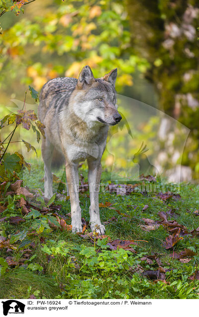 Eurasischer Grauwolf / eurasian greywolf / PW-16924