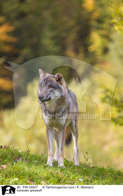 Eurasischer Grauwolf / eurasian greywolf / PW-16927