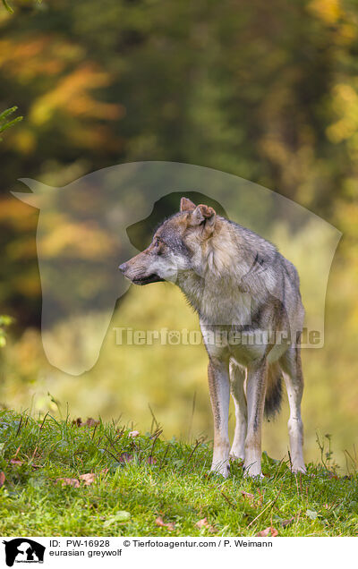eurasian greywolf / PW-16928