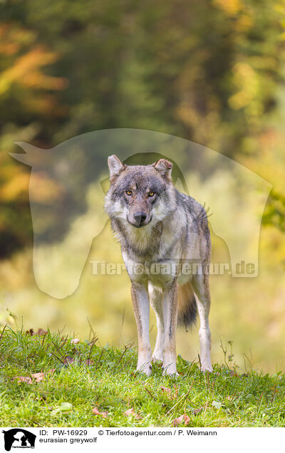 Eurasischer Grauwolf / eurasian greywolf / PW-16929