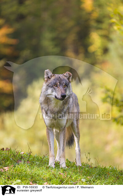 Eurasischer Grauwolf / eurasian greywolf / PW-16930