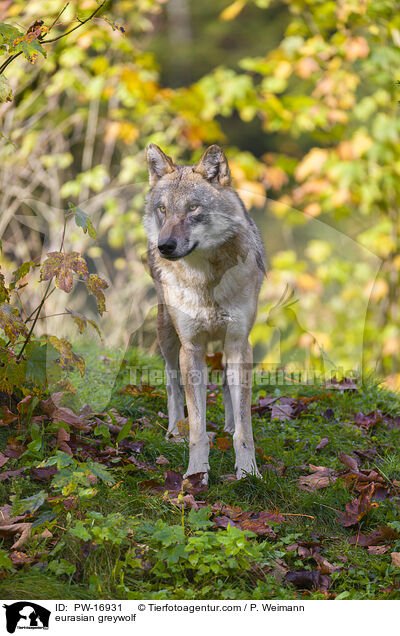 Eurasischer Grauwolf / eurasian greywolf / PW-16931