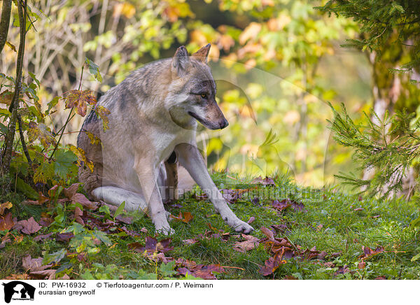 Eurasischer Grauwolf / eurasian greywolf / PW-16932
