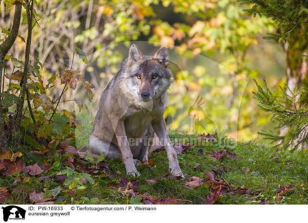Eurasischer Grauwolf / eurasian greywolf / PW-16933
