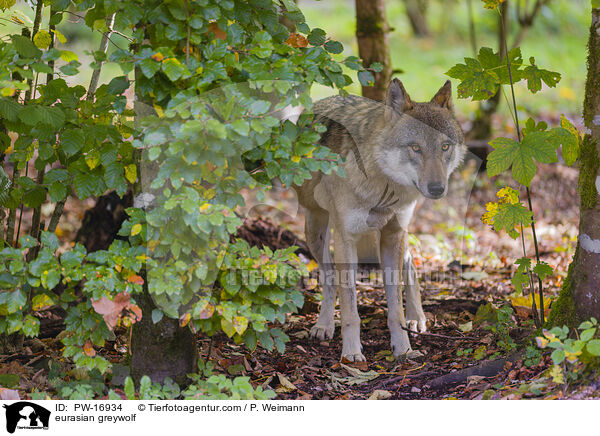 Eurasischer Grauwolf / eurasian greywolf / PW-16934