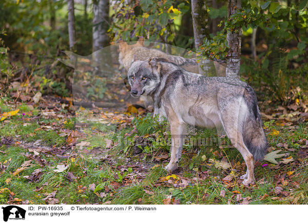 Eurasischer Grauwolf / eurasian greywolf / PW-16935