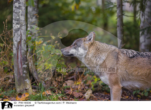 Eurasischer Grauwolf / eurasian greywolf / PW-16936