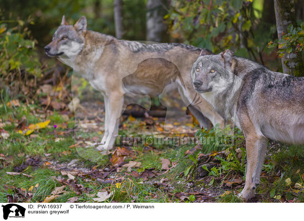 Eurasischer Grauwolf / eurasian greywolf / PW-16937